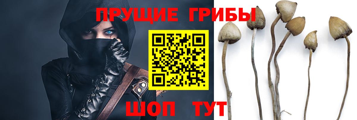 Владикавказ  Псилоцибиновые грибы прущие грибы  Вход с VPN  Галлюциногенные грибы Cubensis 